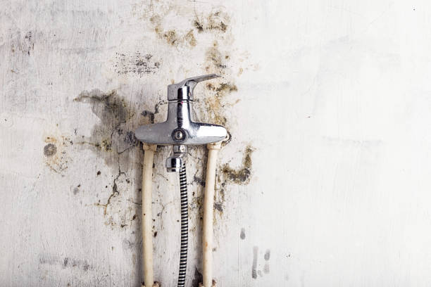 Best Black Mold Removal  in Unionville, GA