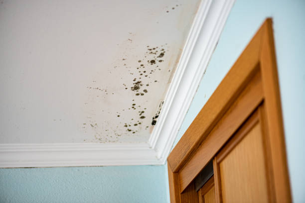 Best Home Mold Removal  in Unionville, GA