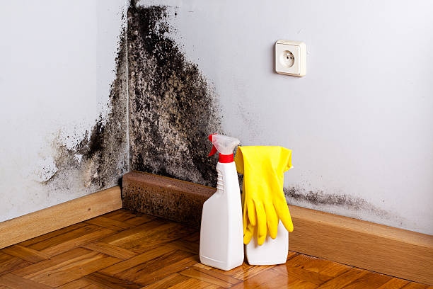 Best Toxic Mold Removal  in Unionville, GA