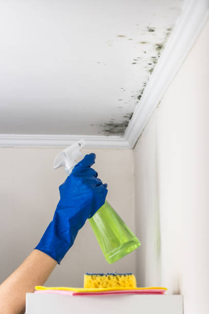 Best Black Mold Removal  in Unionville, GA